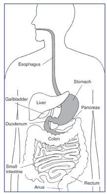 digestive tract