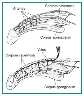 The top drawing shows the arteries of the penis and the bottom drawing shows the veins of the penis