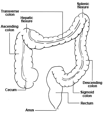 Colonscopy Anatomy