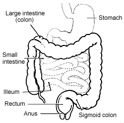 Digestive Tract