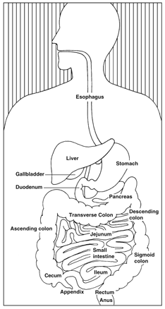 Digestive System