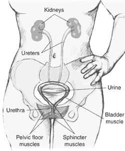 Urodynamic Testing of Kidney, Bladders