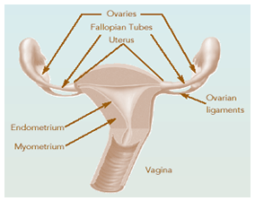 Endometriosis