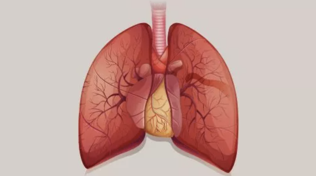 illustration of the human lungs