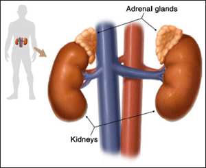 Cushing's syndrome-- cortisol production