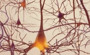 Neurology