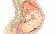Pregnancy