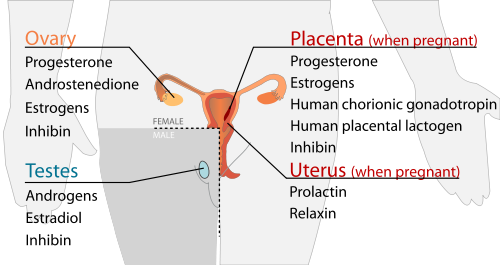 endocrine system