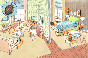 Bed Bug Locations