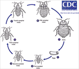 bed Bugs Life Cycle