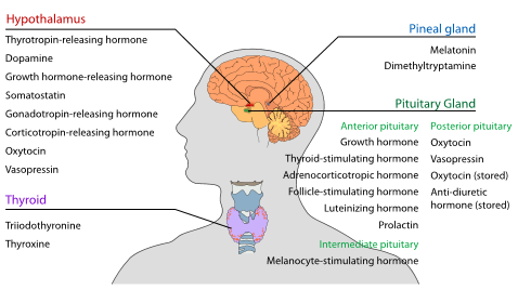 endocrine system