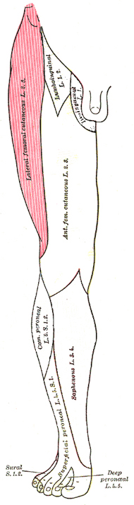Lateral Cutaneous Nerve with Meralgia Paresthetica