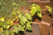 Poison Ivy