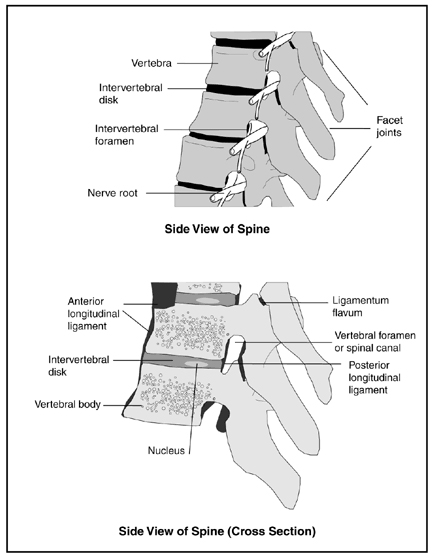 Spine and Spinal Cord