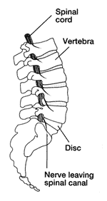 Spinal Anatomy