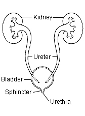 IUrinary Tract Infection in Children